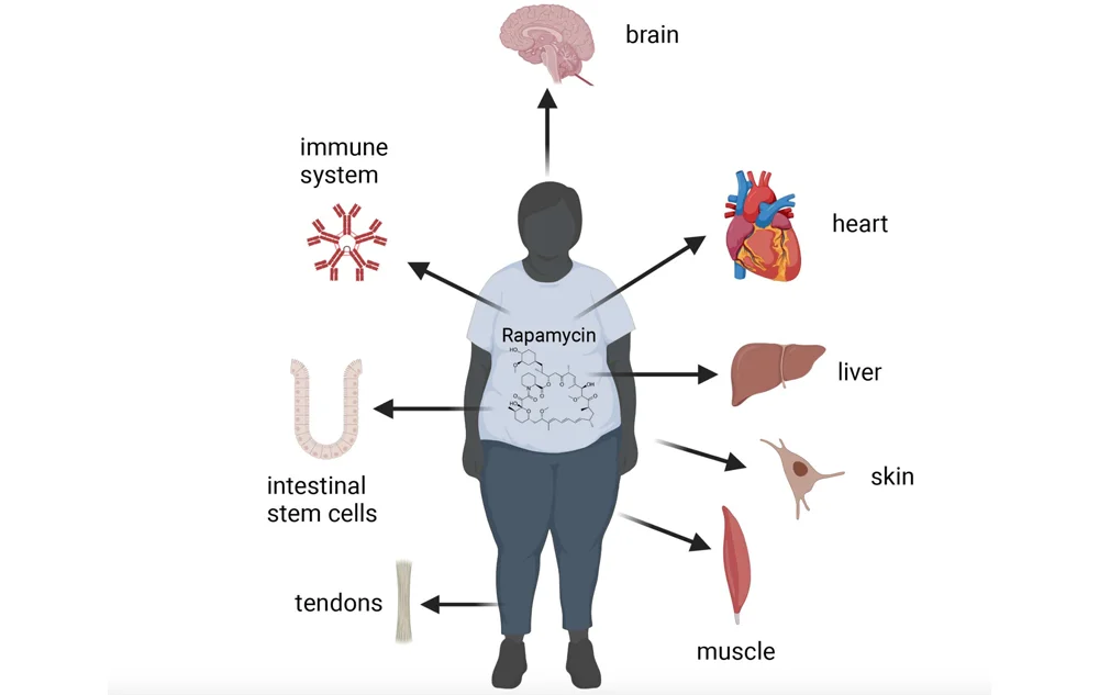 Rapamycin Chart describing capablilities | Rapamycin Treatment | Absoultue Vitality